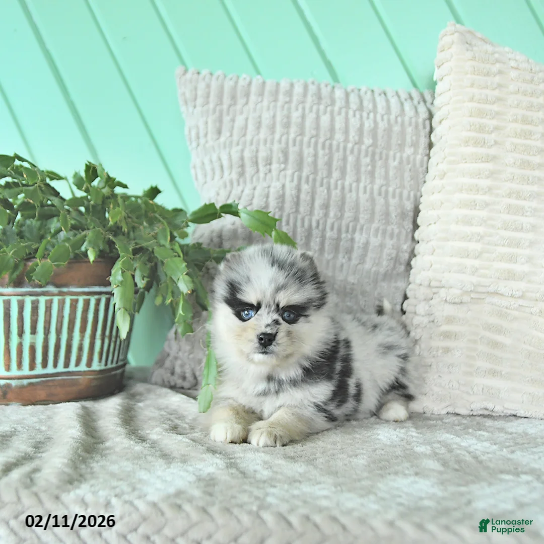 Pomsky dogs for sale: Lacy - Ad 2