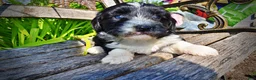 Havapoo dogs for sale: Havapoo Puppy 3 - Ad 4