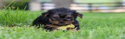 Yorkshire Terrier dogs for sale: Luca - Ad 6