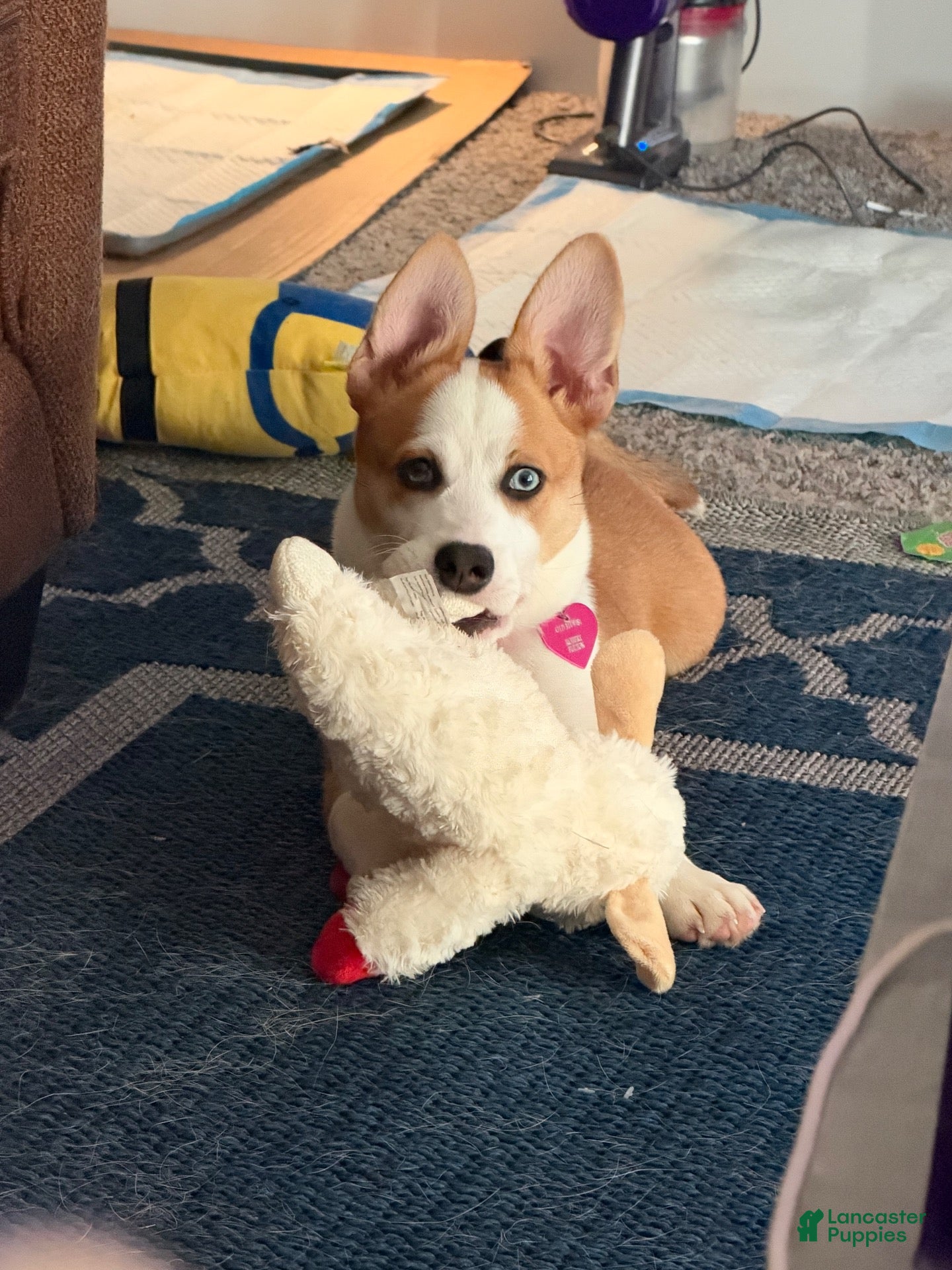 Welsh Corgi Pembroke dogs for sale: Welsh Corgi Pembroke  - Ad 9