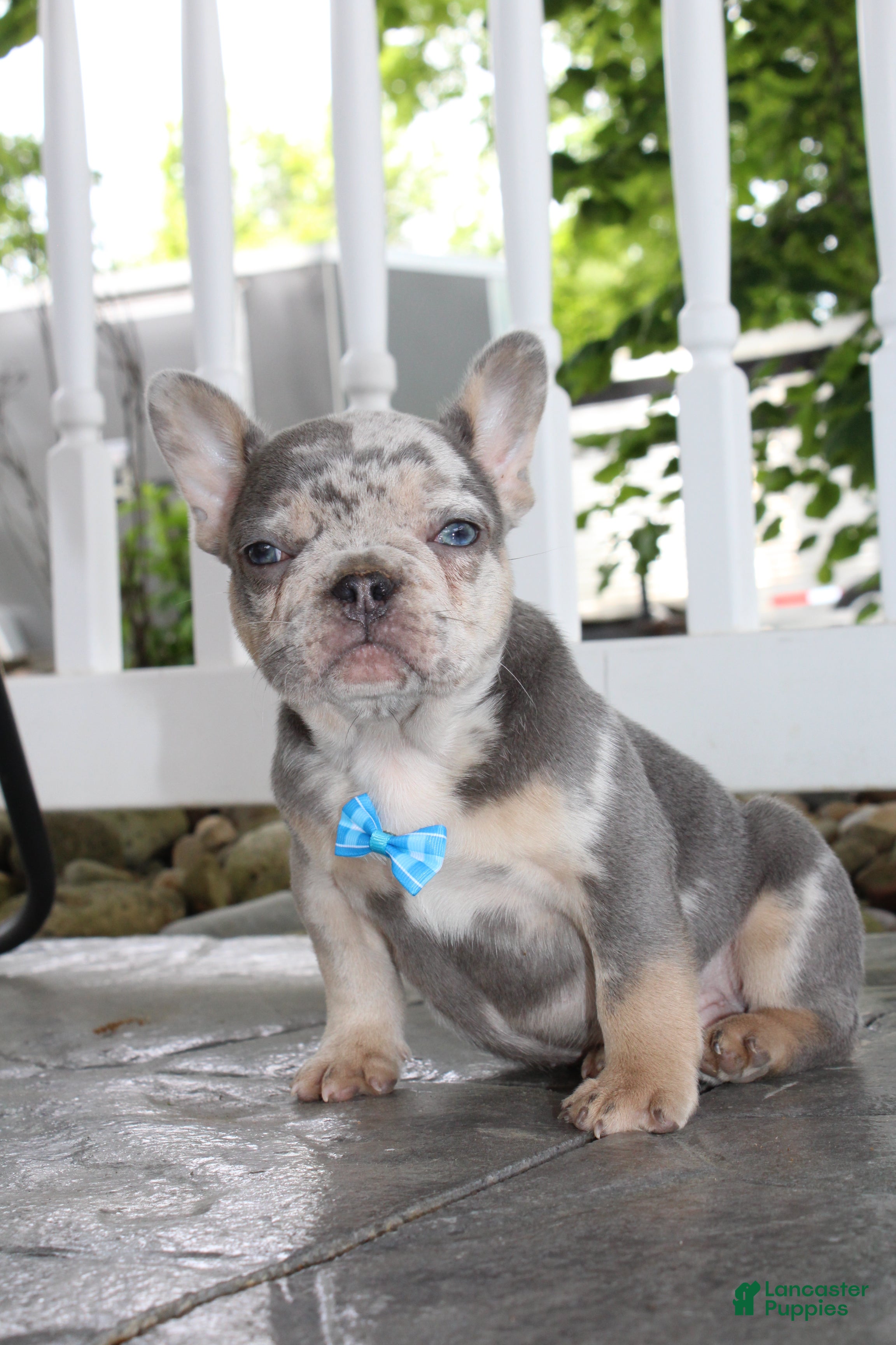 AKC Hank