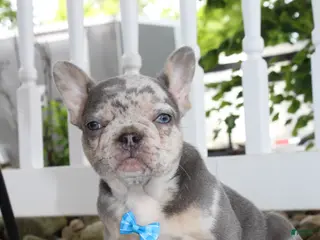 French Bulldog dogs for sale: AKC Hank - Ad 2