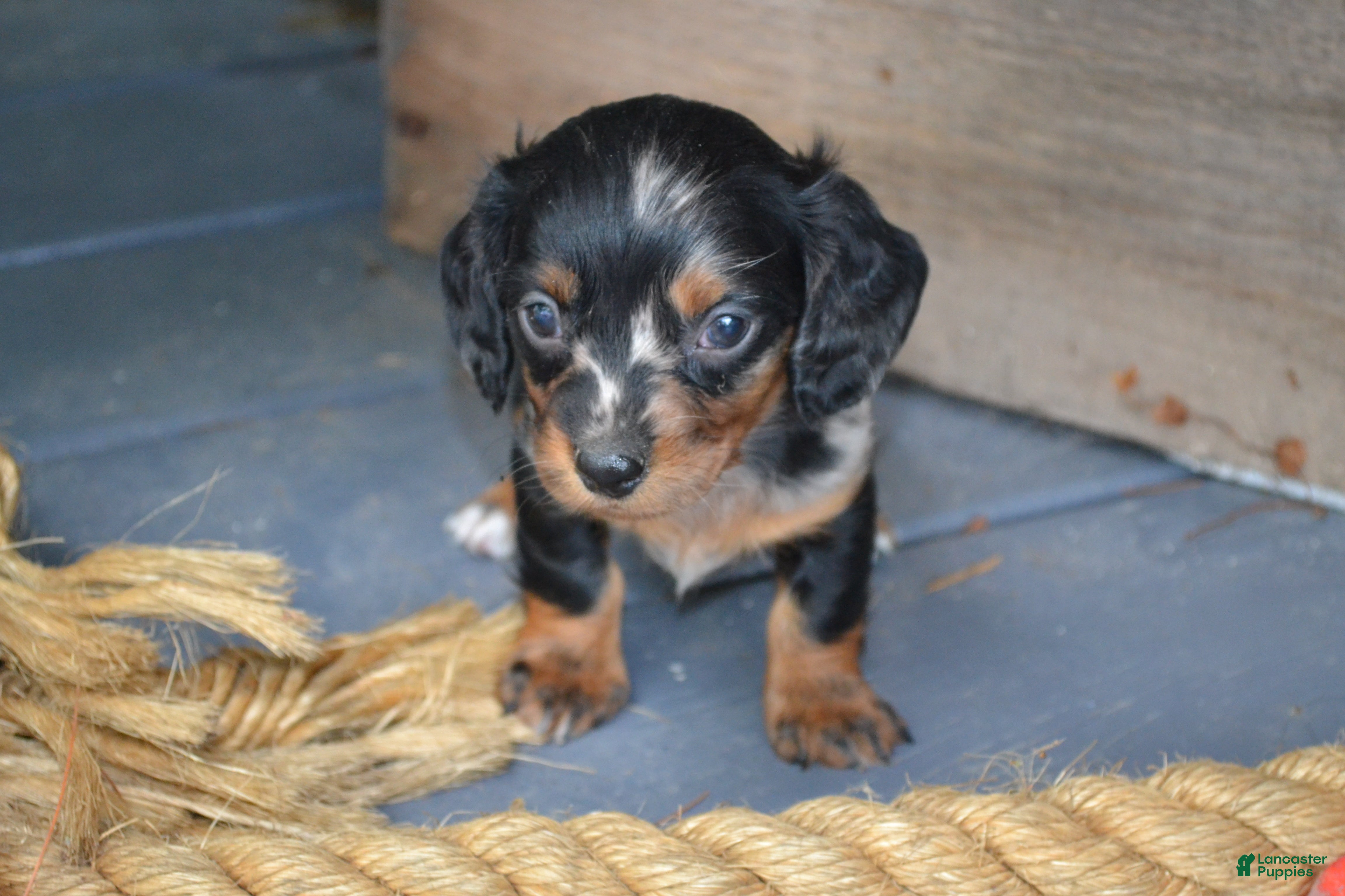Dachshund dogs Tasha - Ad 1