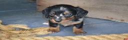 Dachshund dogs for sale: Tasha - Ad 1