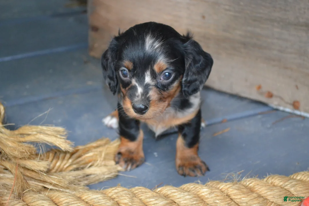 Dachshund dogs for sale: Tasha - Ad 1
