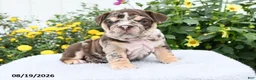 English Bulldog dogs for sale: Prince - Ad 3