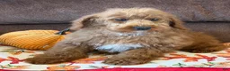 Labradoodle dogs for sale: Piper - Ad 3