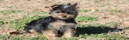 Yorkshire Terrier dogs for sale: Anna - Ad 3