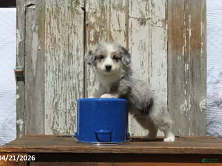 Corgipoo dogs for sale: Thomas - Ad 1