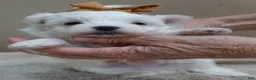 Maltese dogs for sale: Harpo - Ad 10
