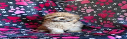 Shih Tzu dogs for sale: Zachary - Ad 6