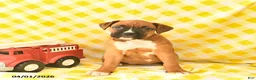 Boxer dogs for sale: Kelly  - Ad 3