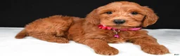 Mini Goldendoodle dogs for sale: Stacey F1B - Ad 4