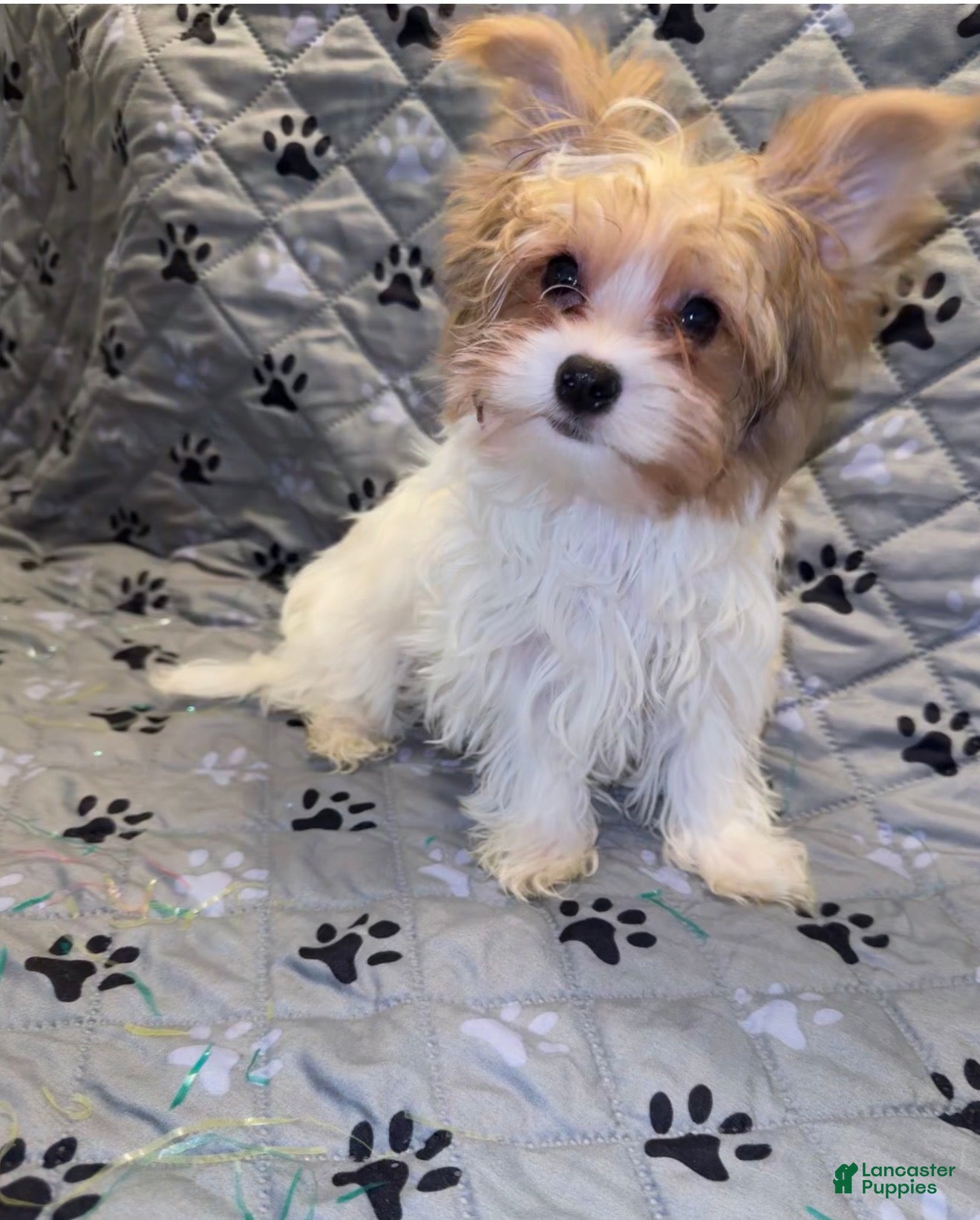 Yorkshire Terrier dogs for sale: Princess - Ad 21