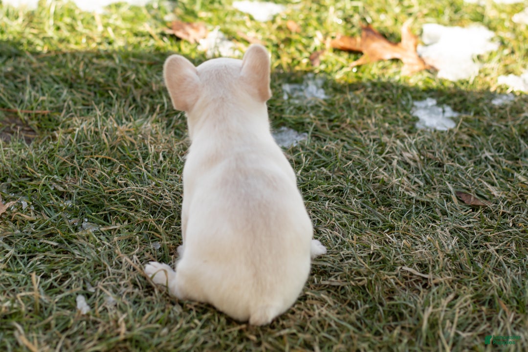 French Bulldog dogs for sale: Dolly - Ad 7