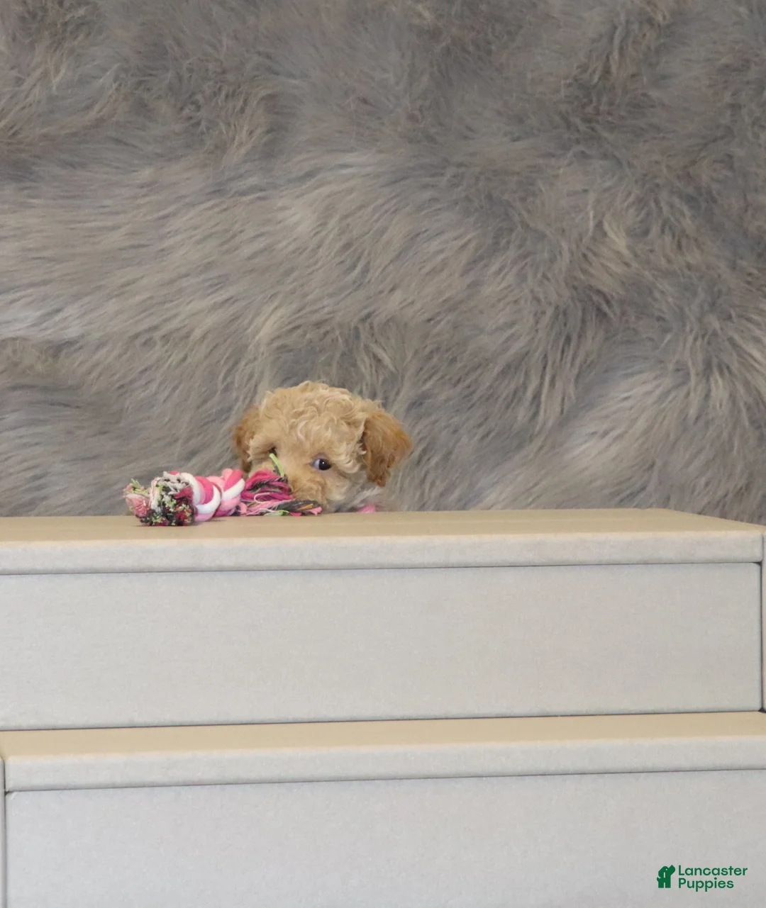 Havapoo dogs for sale: Apple Toy Size👨‍👨‍👦‍👦💞🐕 - Ad 4