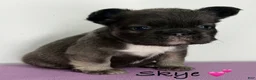French Bulldog dogs for sale: Skye - Female French Bulldog  - Ad 2