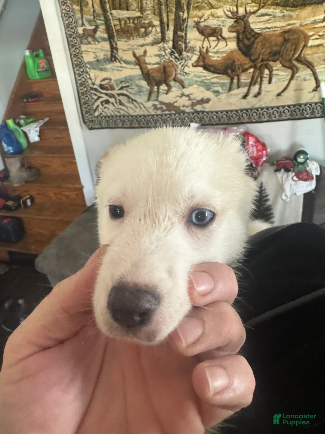 Siberian Husky dogs for sale: Siberian Husky Puppy 6 - Ad 1