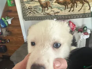 Siberian Husky dogs Siberian Husky Puppy 6 - Ad 28