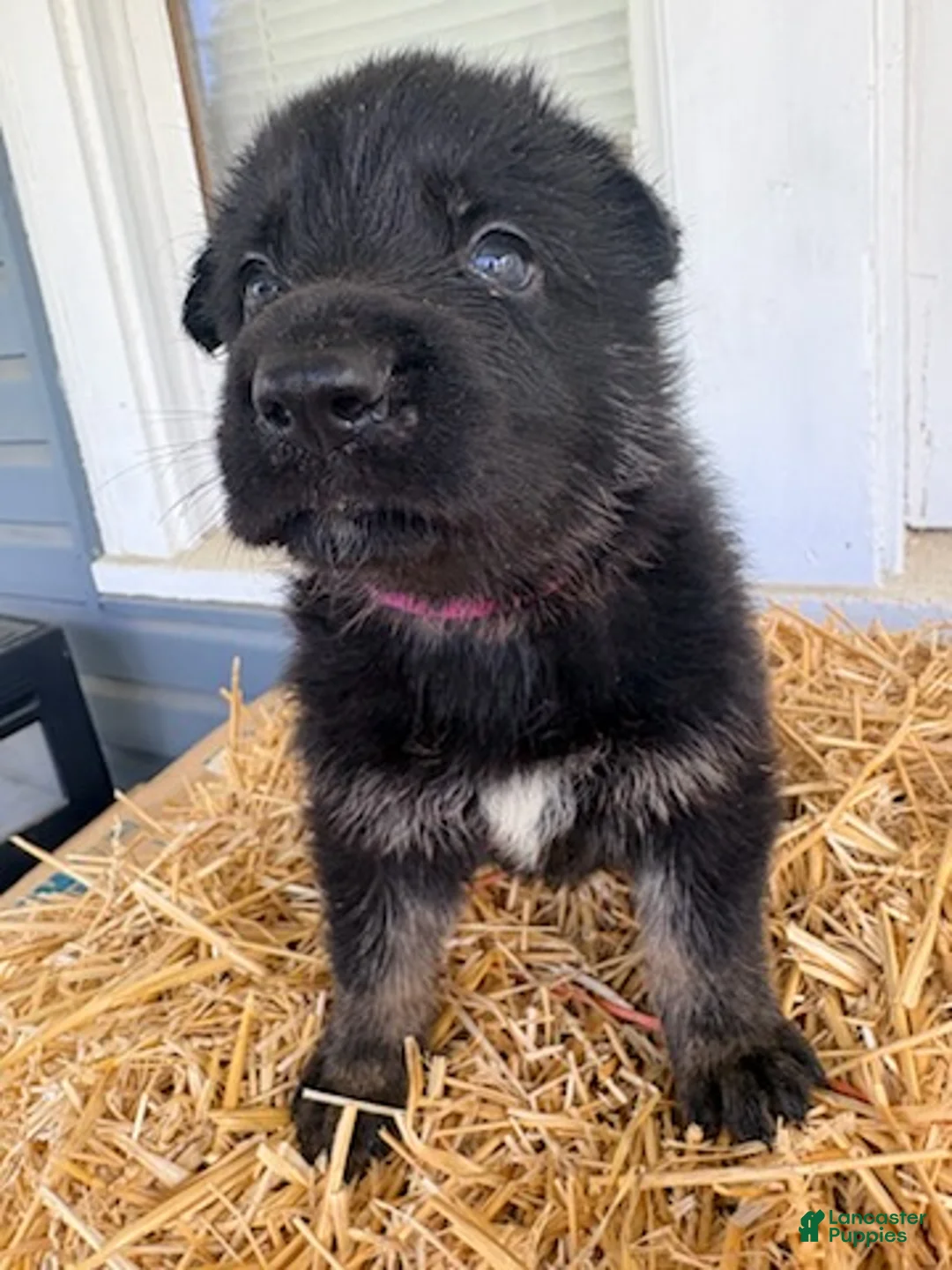 German Shepherd dogs for sale: Light Pink - Ad 3