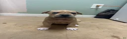 Cane Corso dogs for sale: Blonde haired Cane Corso  - Ad 1