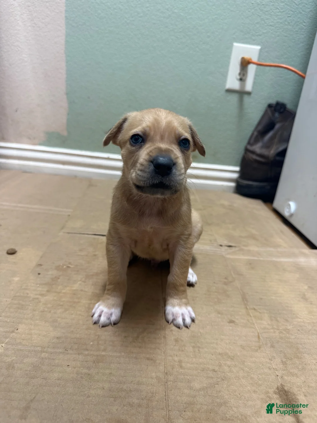Cane Corso dogs for sale: Blonde haired Cane Corso  - Ad 1