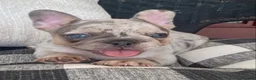 French Bulldog dogs for sale: French Bulldog 1 - Ad 4