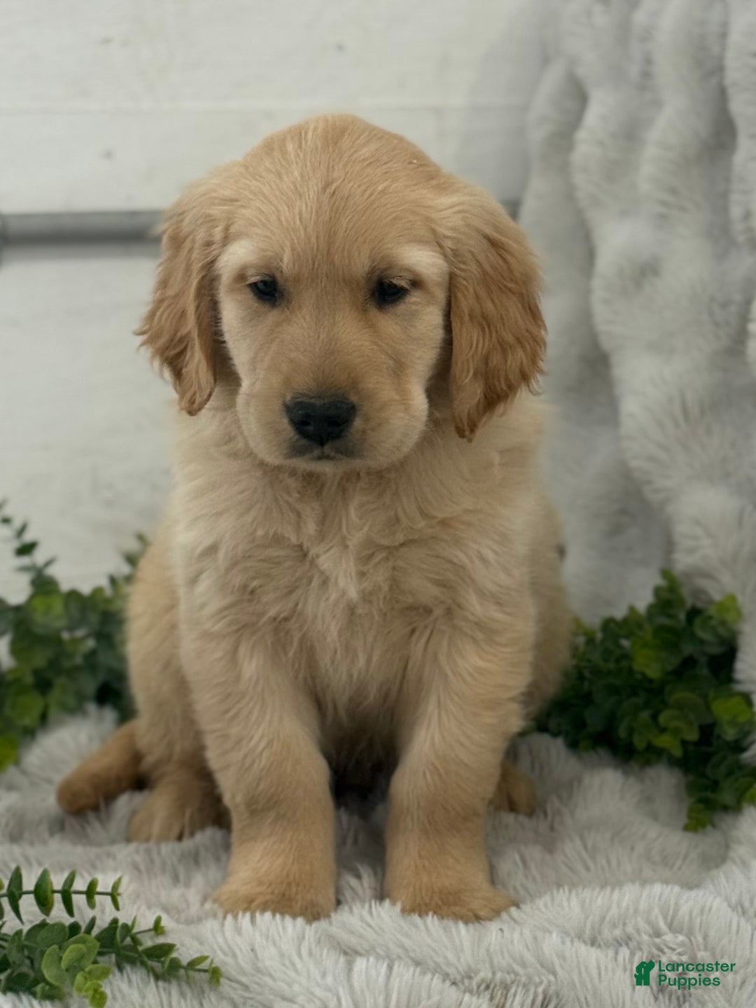 Golden Retriever dogs for sale: Jingle Bells - Ad 5