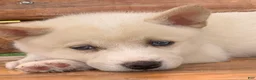 Alaskan Klee Kai dogs for sale: Blue Eyes Little Beau~! - Ad 4