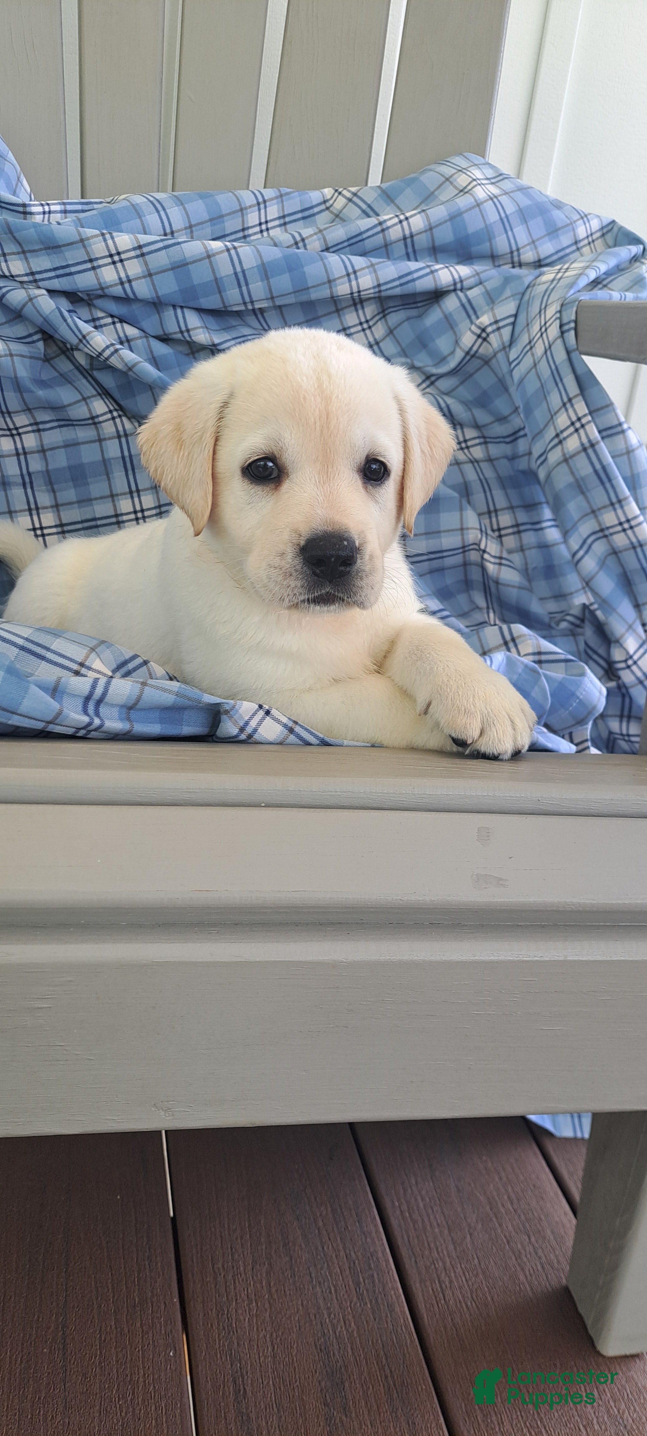 Yellow Lab English White Lab Puppies For Sale Near Me Week Yellow