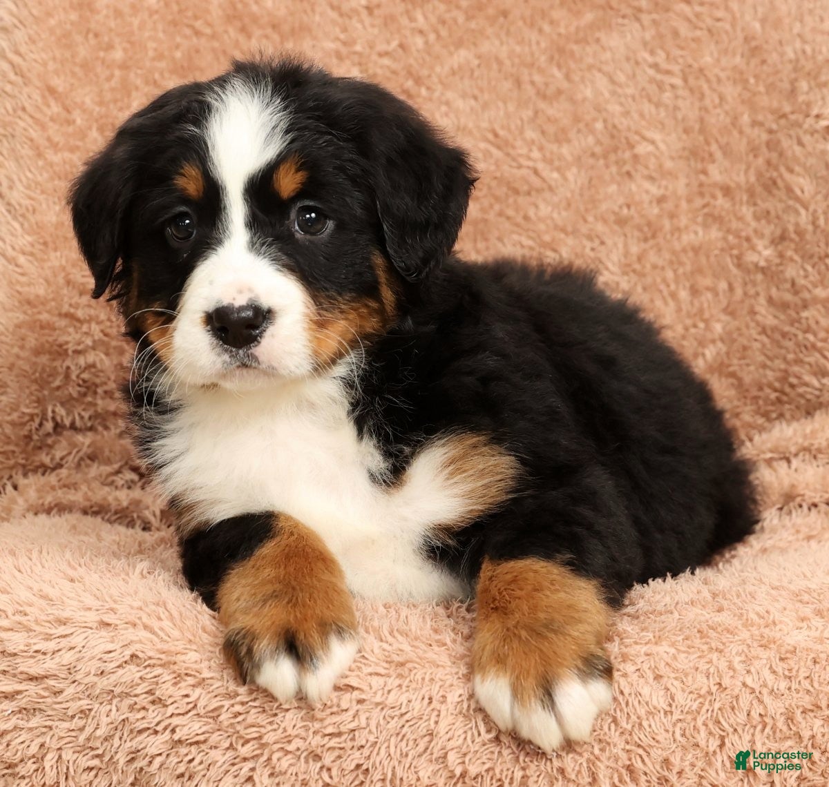 Bernese Mountain Dog dogs Claire - Ad 33