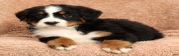 Bernese Mountain Dog dogs for sale: Claire - Ad 1