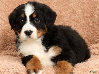 Bernese Mountain Dog dogs Claire - Ad 20