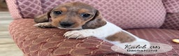Dachshund dogs for sale: Kaleb - Ad 3