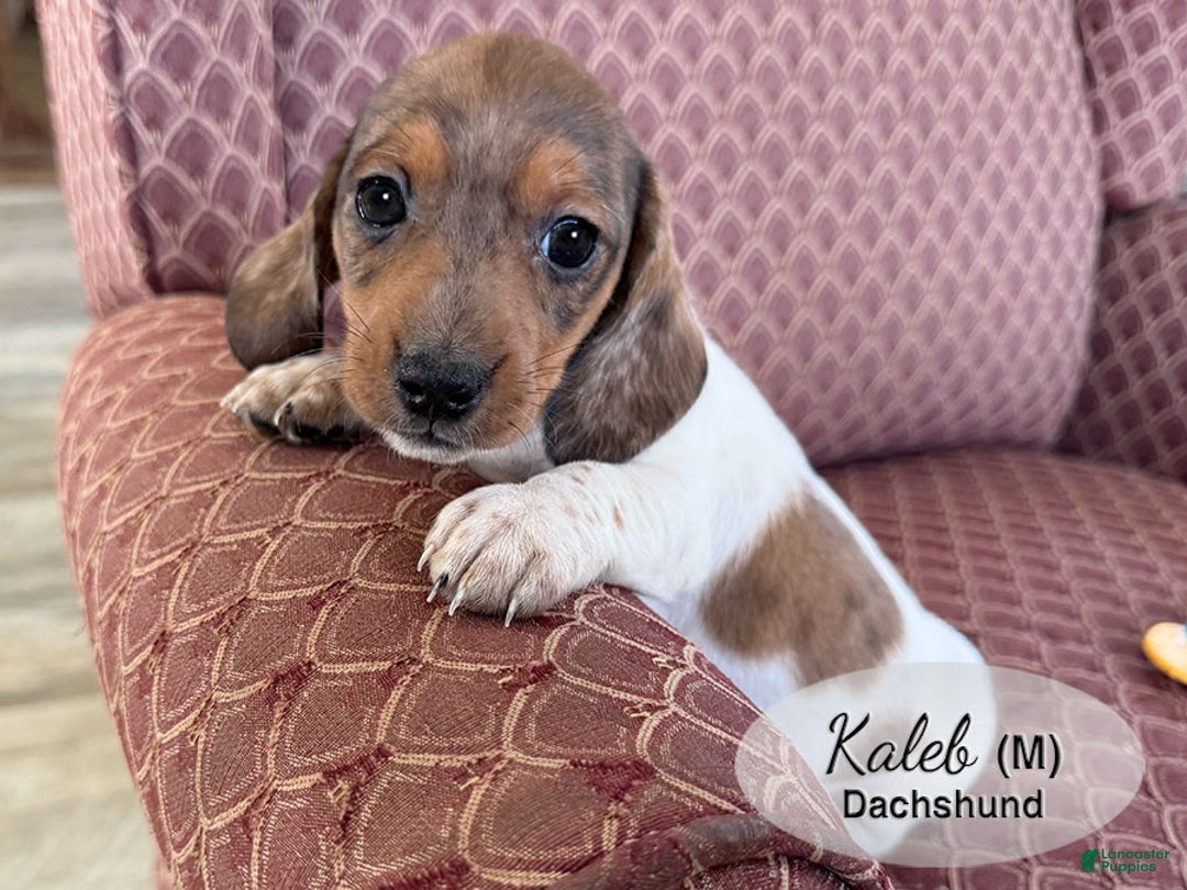 Dachshund dogs for sale: Kaleb - Ad 3