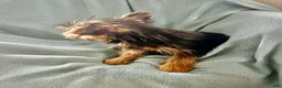 Yorkshire Terrier dogs for sale: Scotty - Ad 7