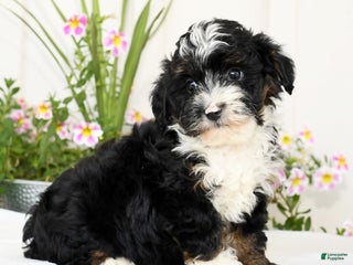 Mini Bernedoodle dogs - Ad 35