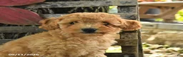Havapoo dogs for sale: Teddy - Ad 5