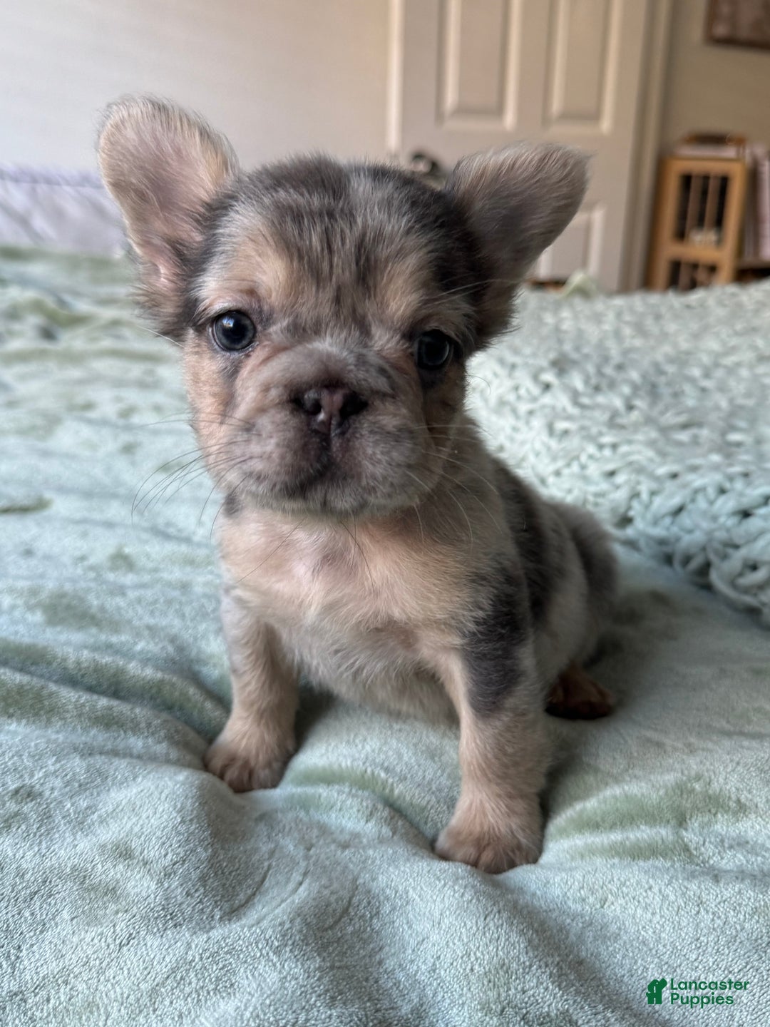 French Bulldog dogs for sale: Lilac tan fluffy french bulldog  - Ad 24