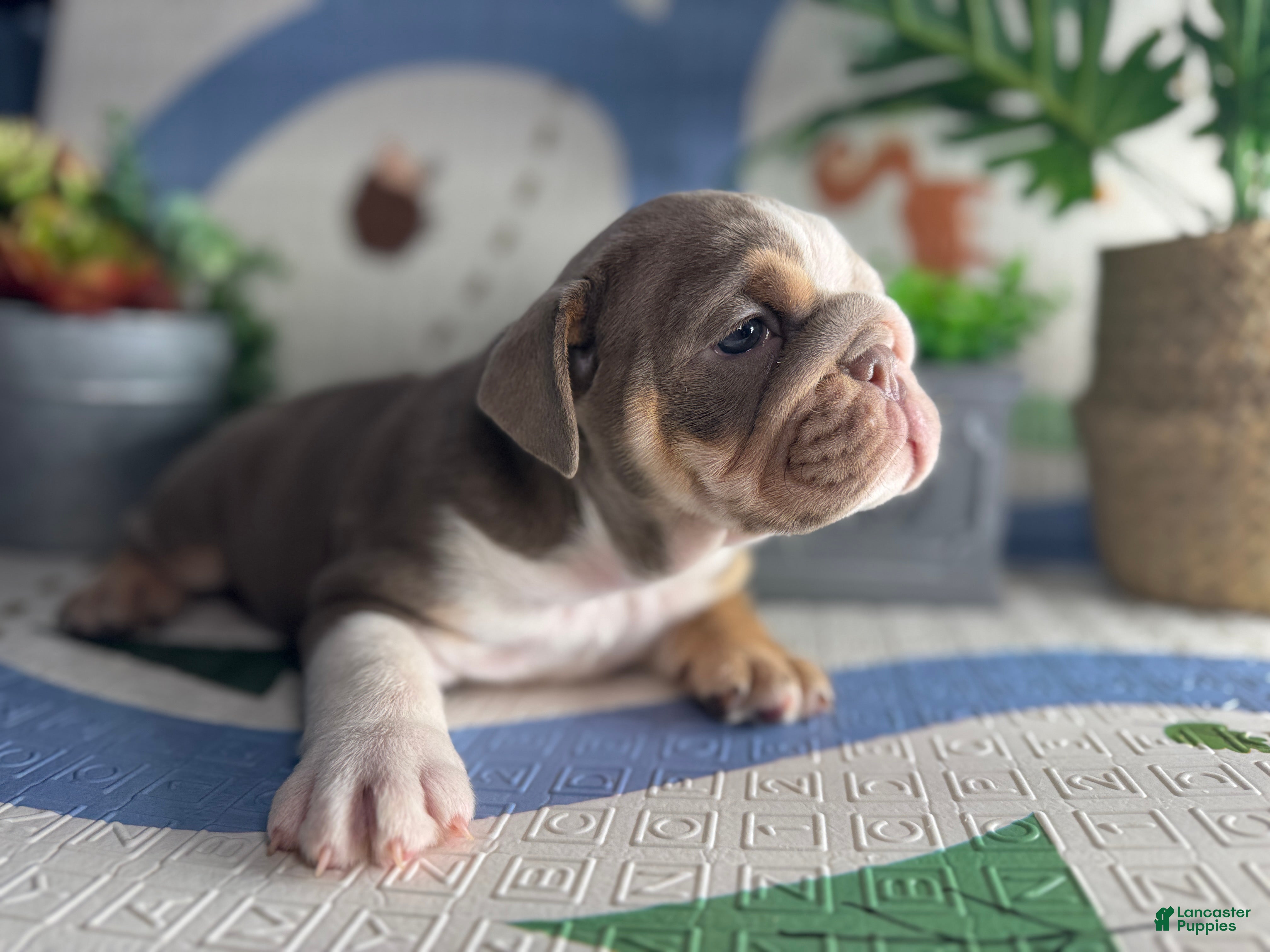 English Bulldog dogs Paris - Ad 35