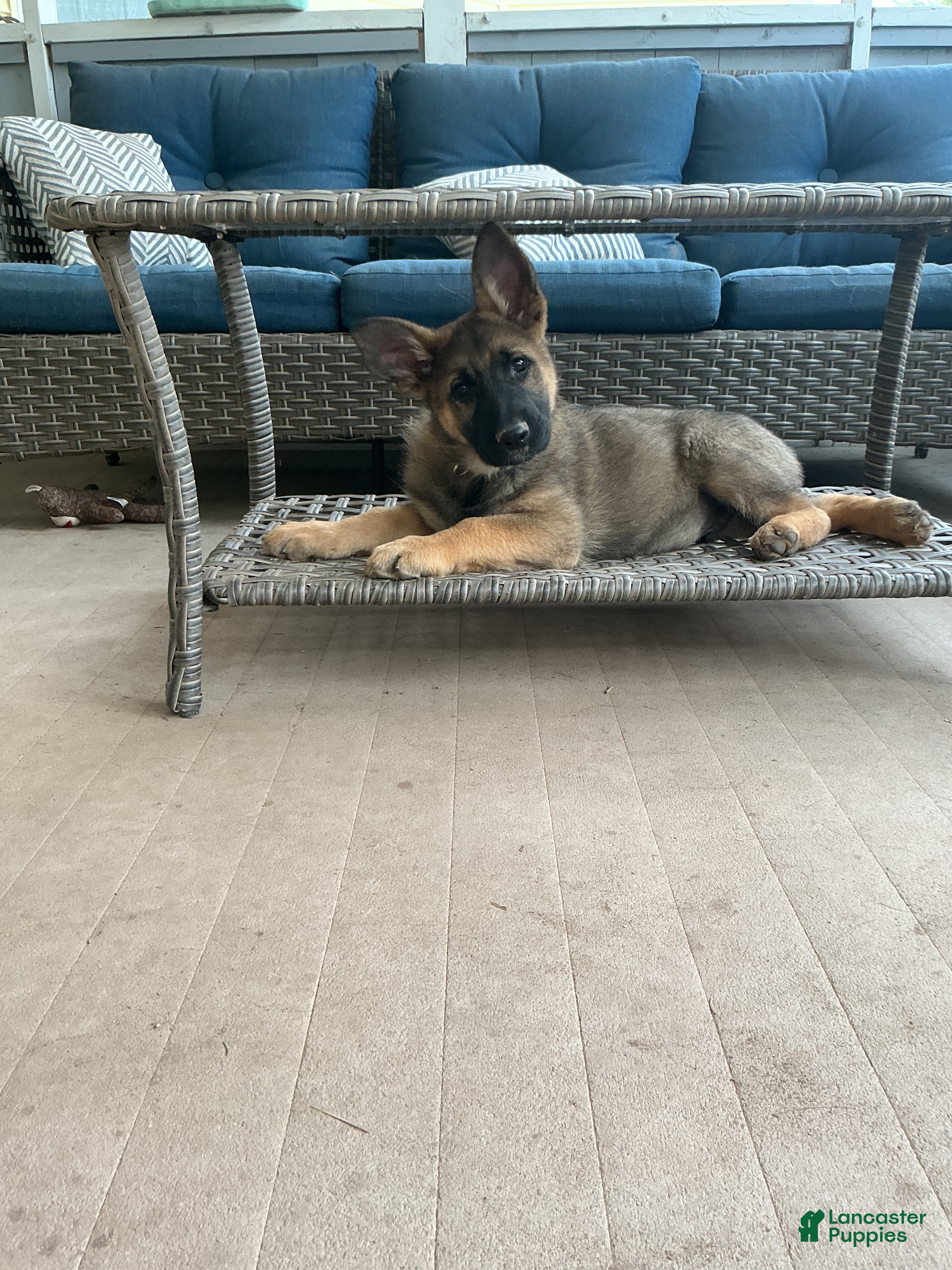 German Shepherd dogs German Shepherd Puppy 3 - Ad 1