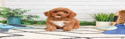 Cavapoo dogs for sale: Valentino  - Ad 1