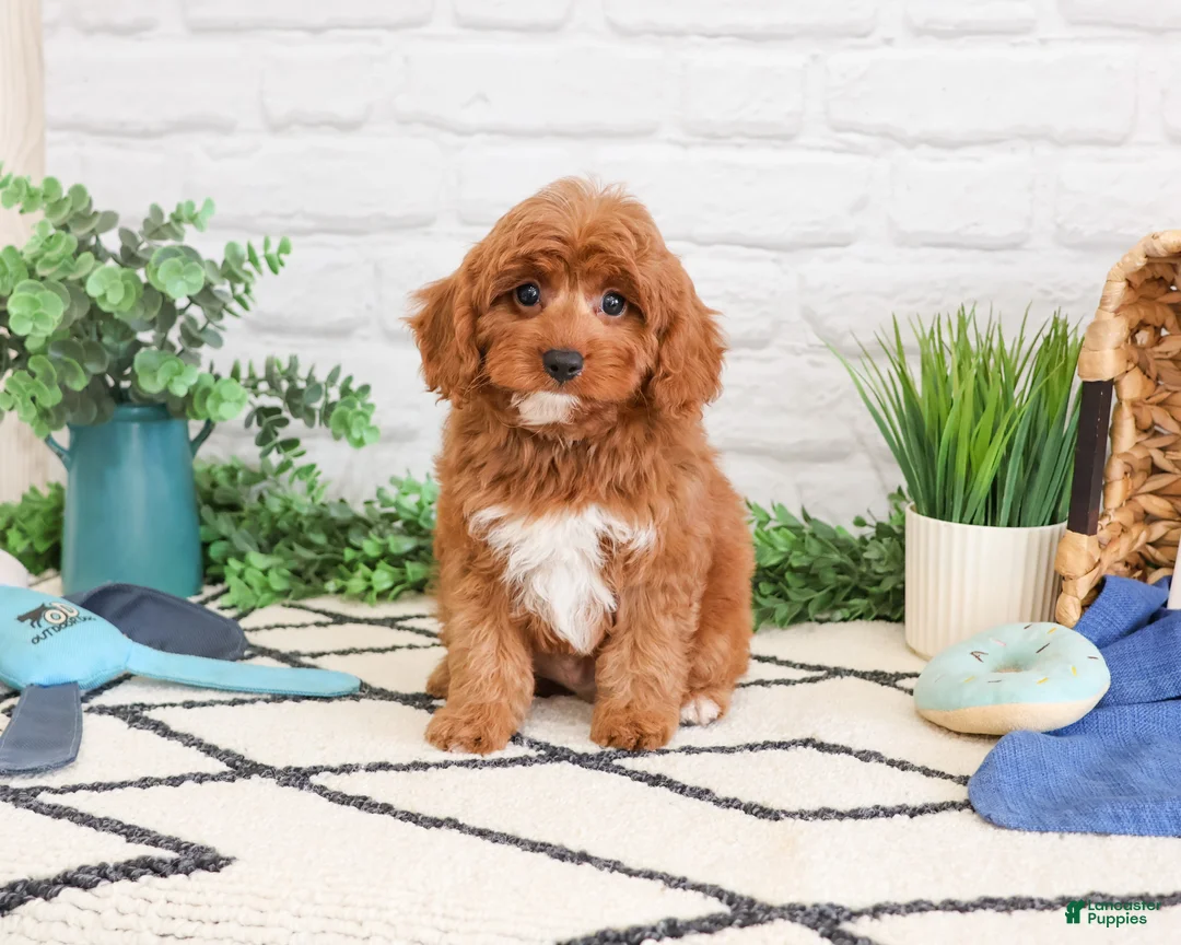 Cavapoo dogs for sale: Valentino  - Ad 1