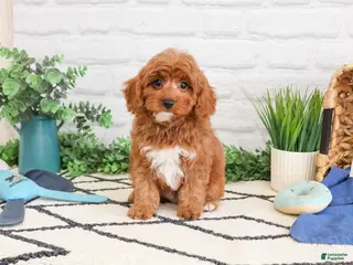 Cavapoo dogs Valentino - Ad 38