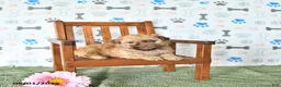 Shihpoo dogs for sale: Ollie - Ad 2