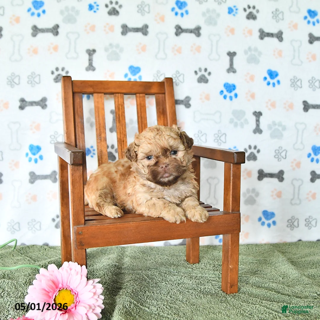 Shihpoo dogs for sale: Ollie - Ad 2