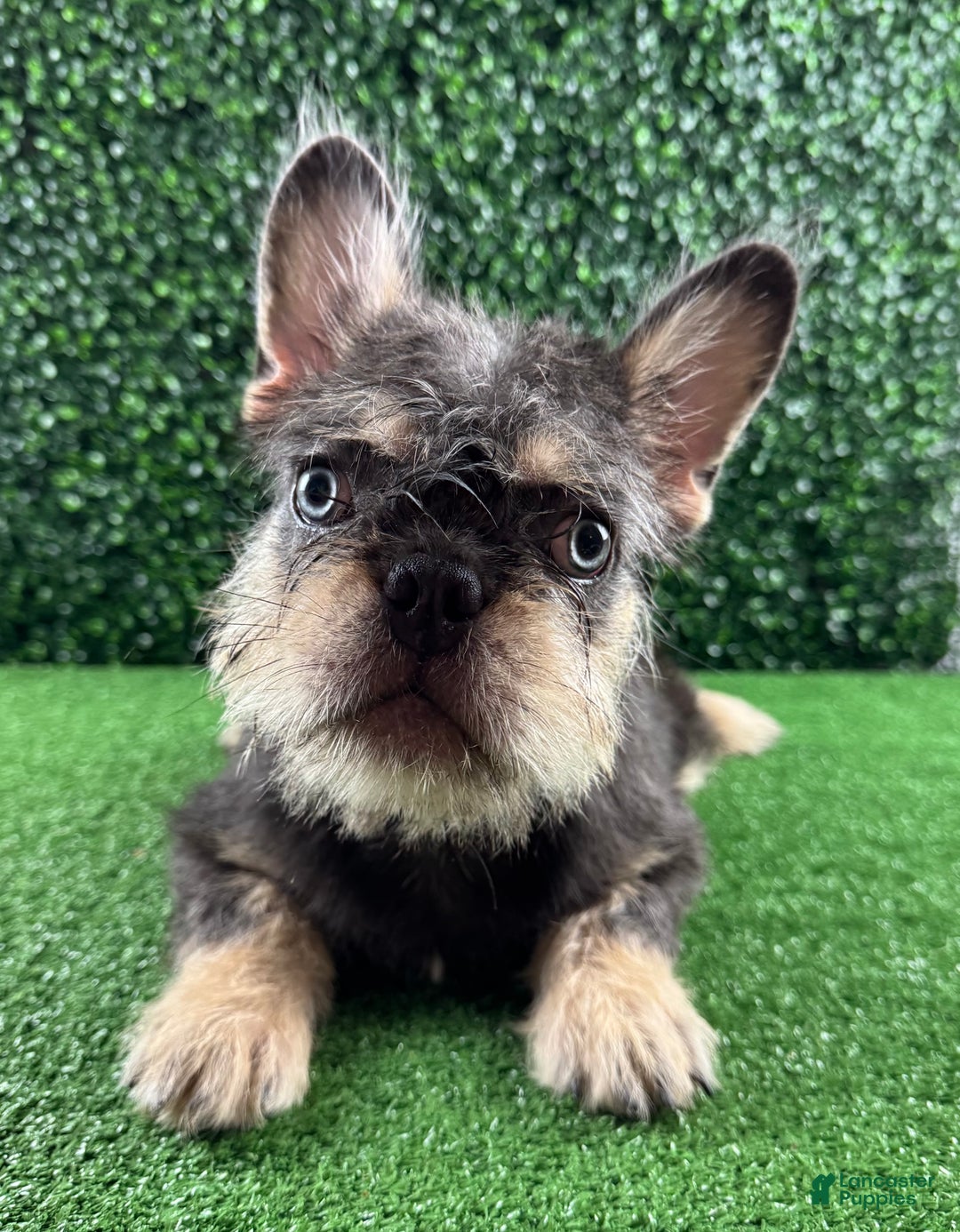 French Bulldog dogs for sale: Mr Spike - Ad 2