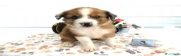 Mixed Breed dogs for sale: Mixed Breed 3 Reese - Ad 1