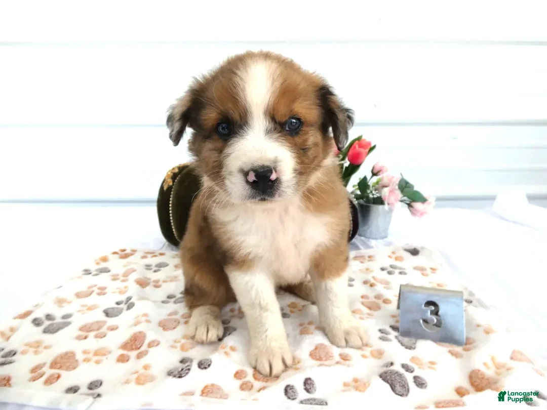 Mixed Breed dogs for sale: Mixed Breed 3 Reese - Ad 1