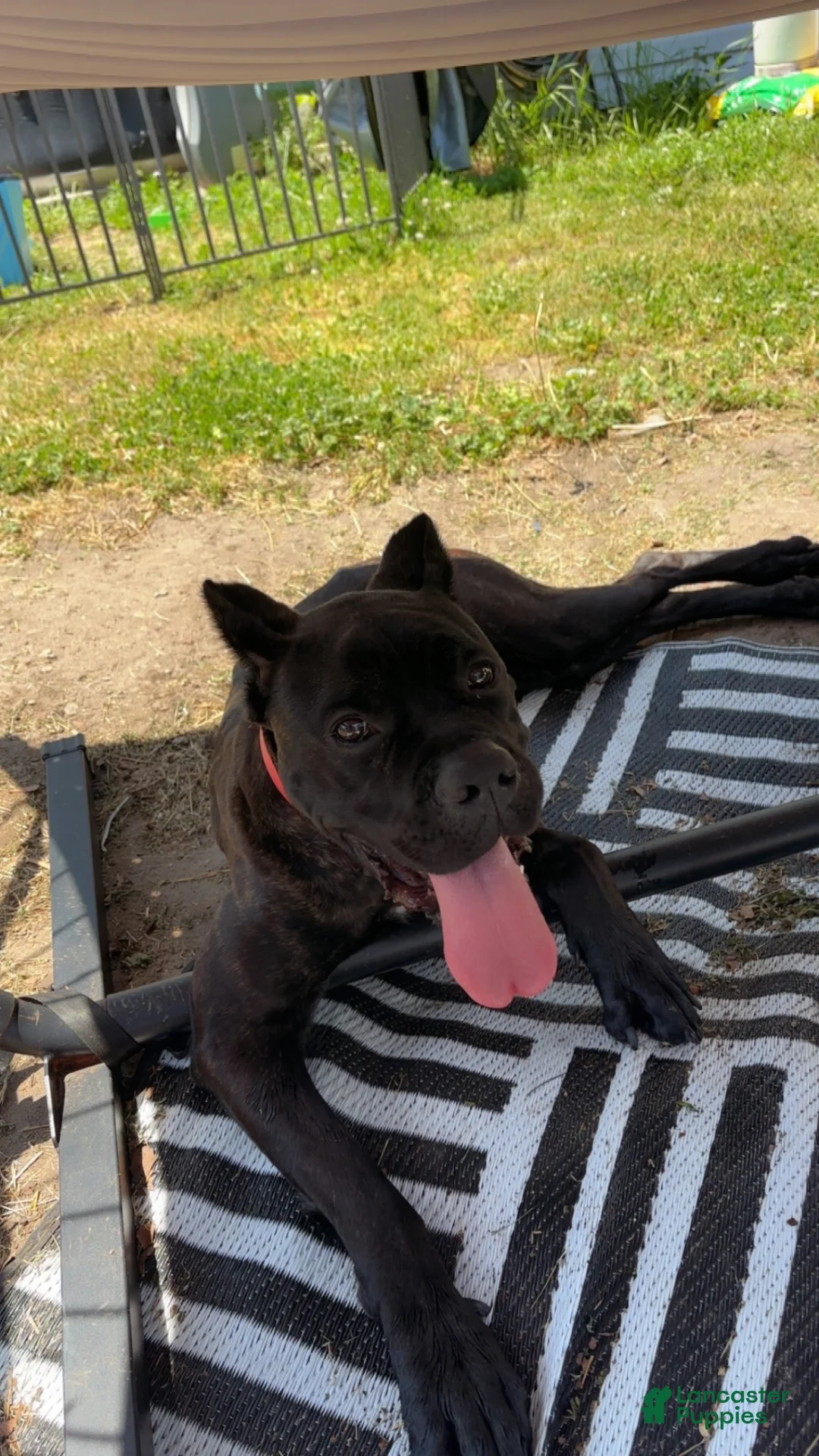 Cane Corso dogs for sale: Cane Corso 1 - Ad 2